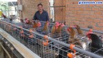 Làm giàu từ chăn nuôi gà đá